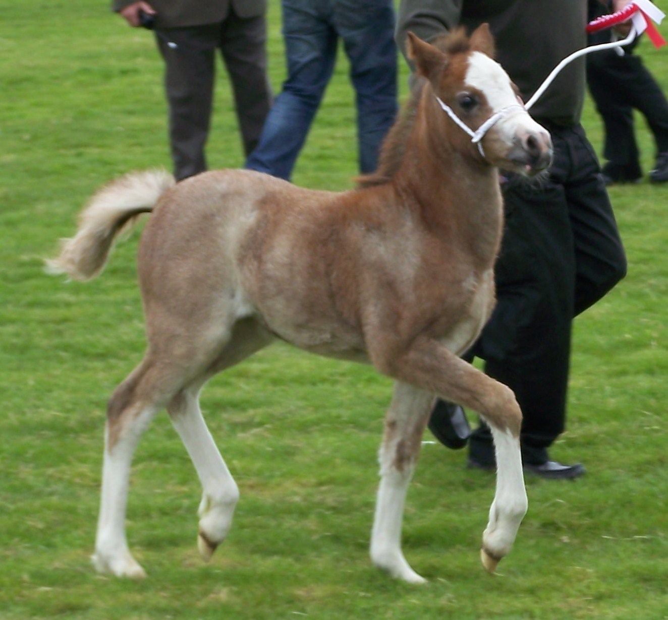 cygnet_20