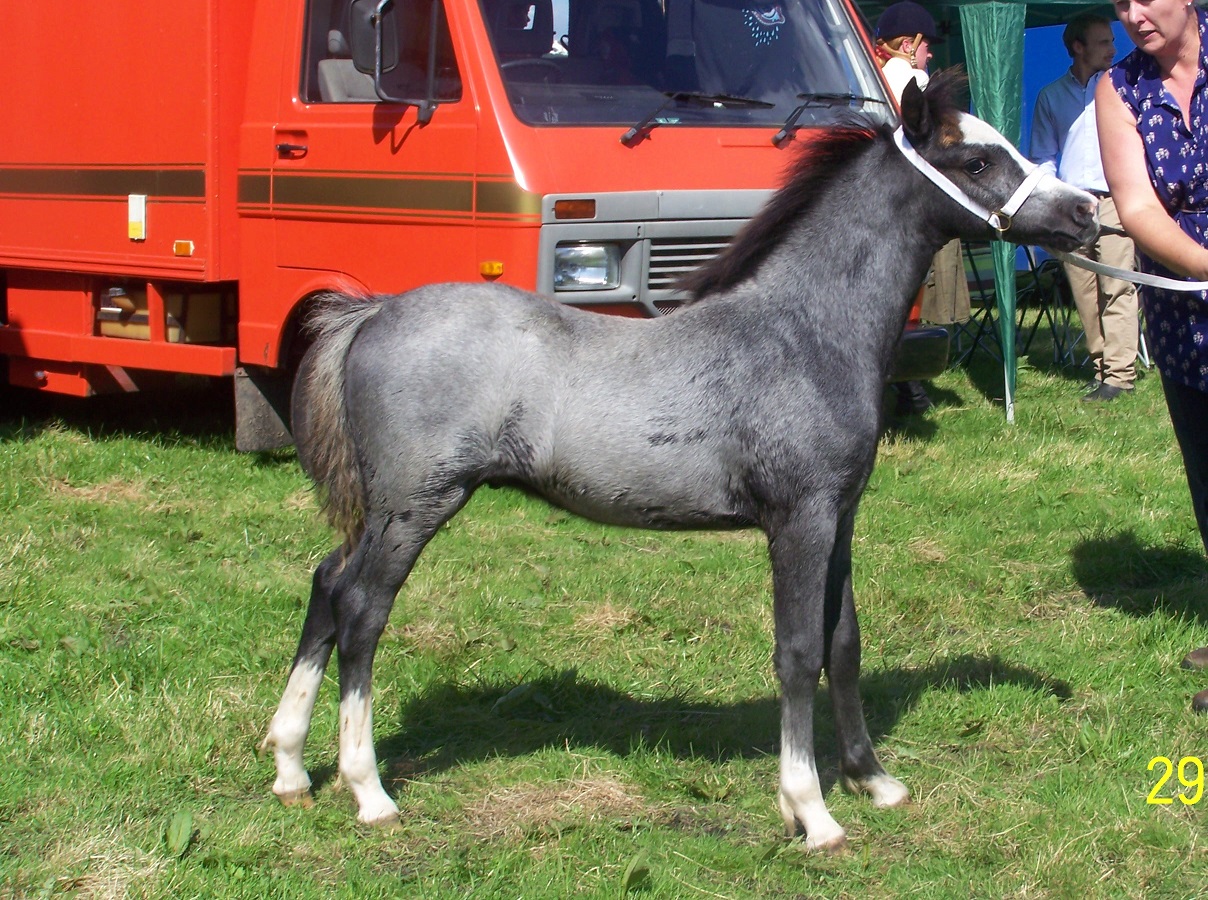 halcyon2